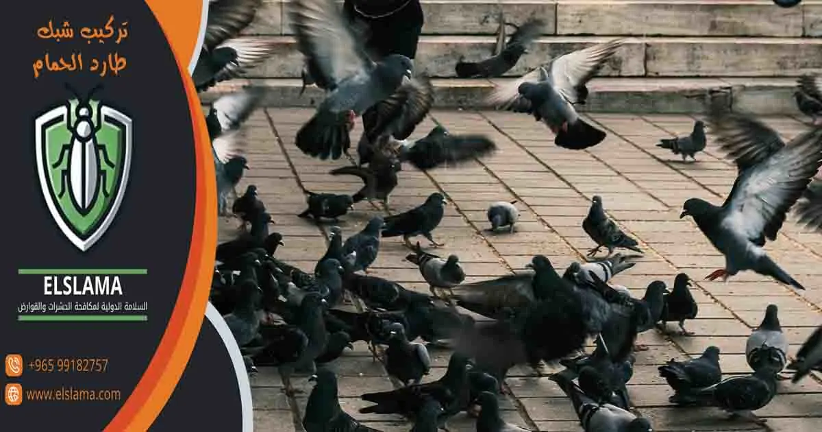 تركيب شبك طارد الحمام شبك طارد الحمام