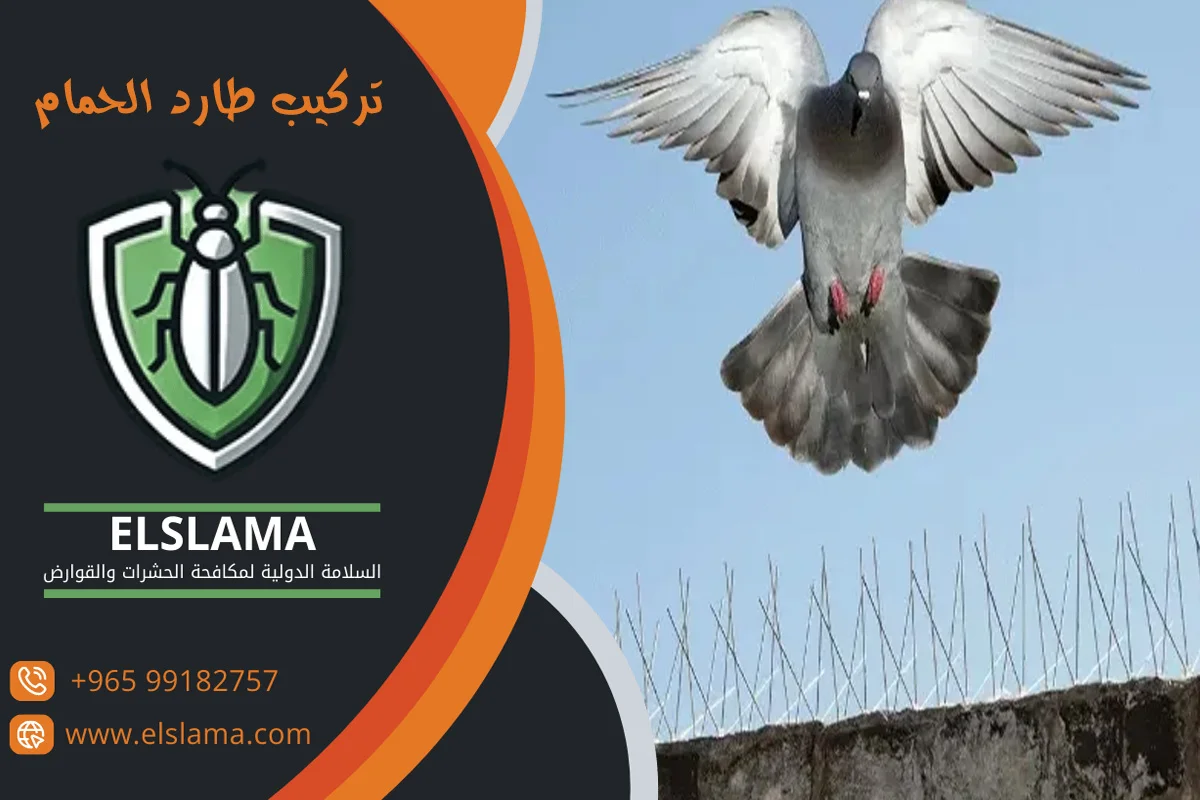 مكافحة حشرات الحمام