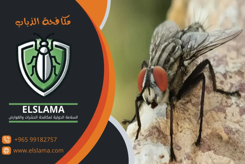 مكافحة الذباب المنزلي