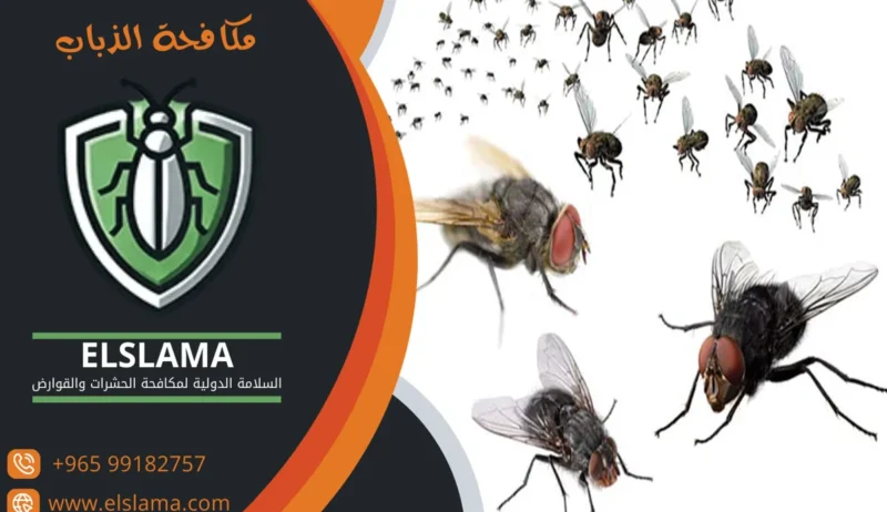 القضاء على الذباب المنزلي بالكويت القضاء على الذباب المنزلي بالكويت
