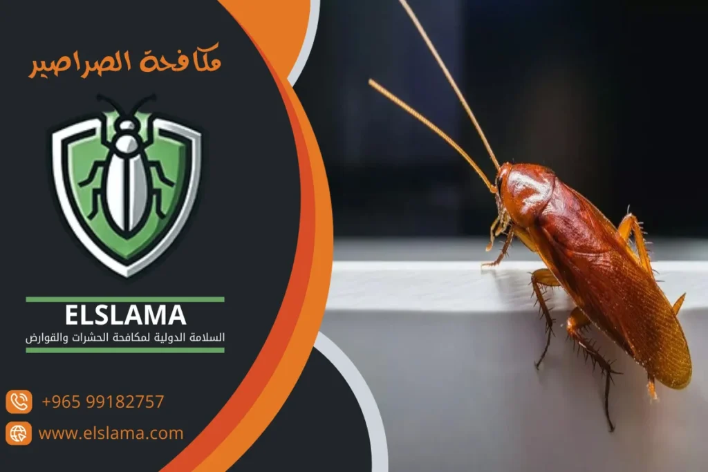 مكافحة الصراصير الكويت
