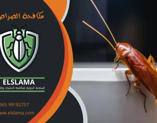 مكافحة الصراصير الكويت