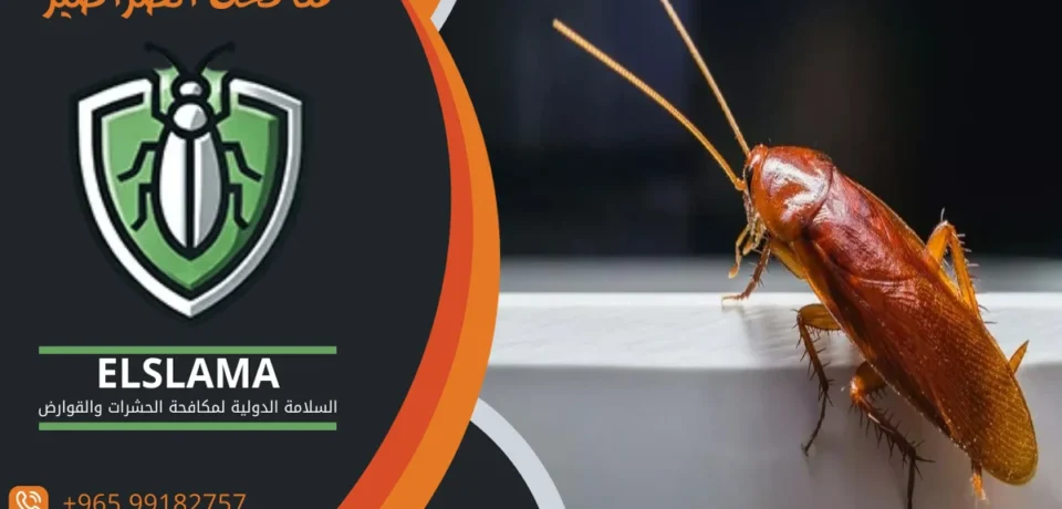 مكافحة الصراصير الكويت