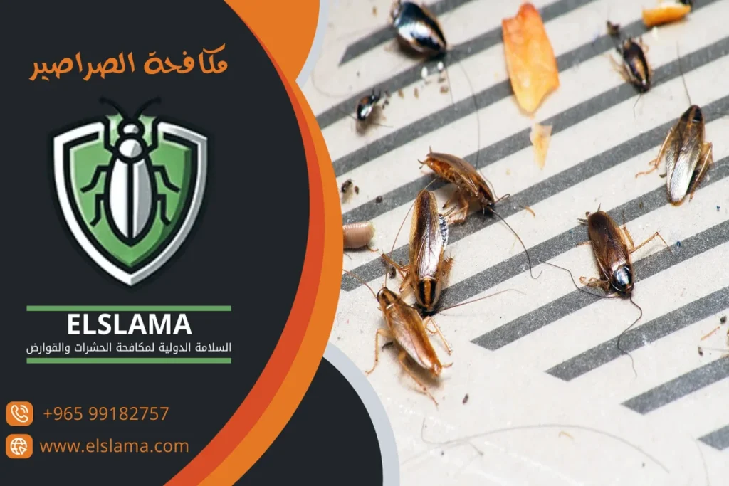 مكافحة الصراصير الكويت