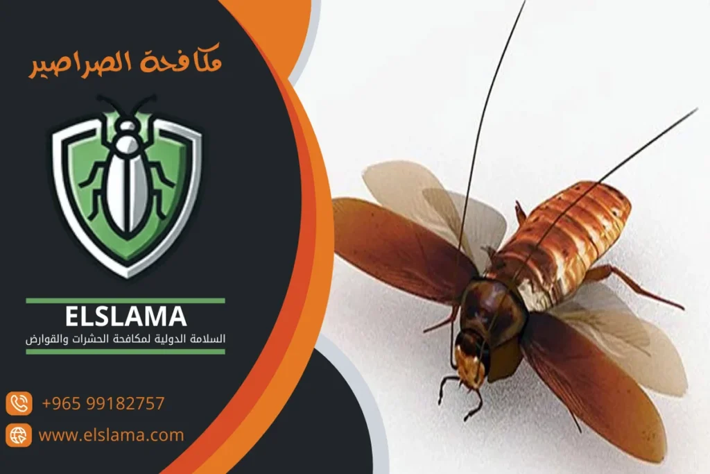مكافحة الصراصير الكويت
