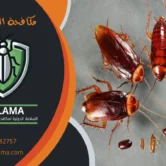 مكافحة الصراصير الكويت