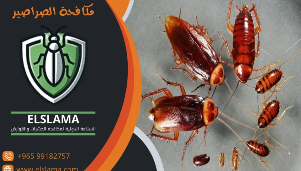 مكافحة الصراصير الكويت مكافحة الصراصير الكويت