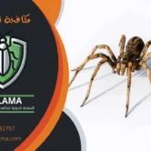 شركة مكافحة العنكبوت بالكويت