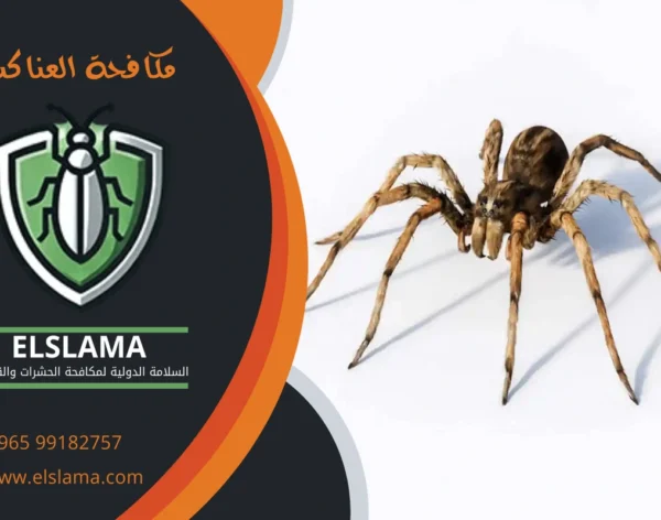 مكافحة العناكب