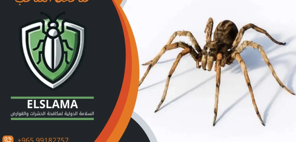 شركة مكافحة العنكبوت بالكويت