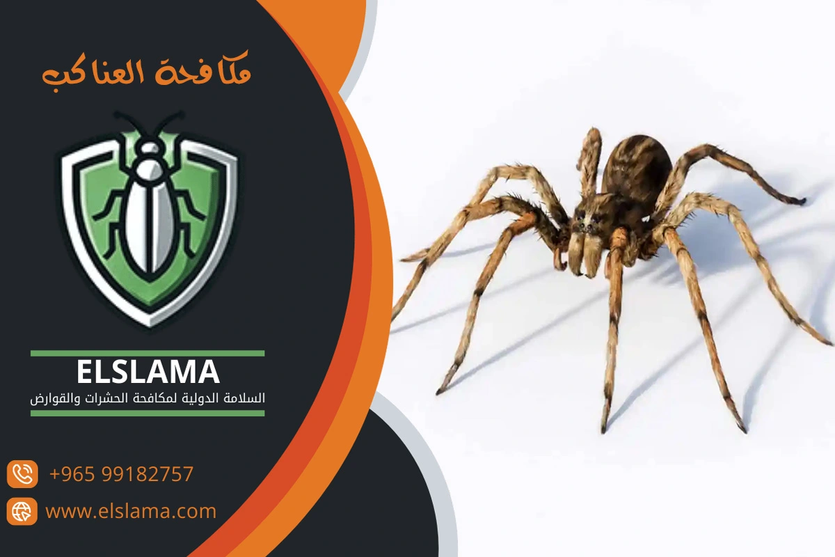 مكافحة العناكب