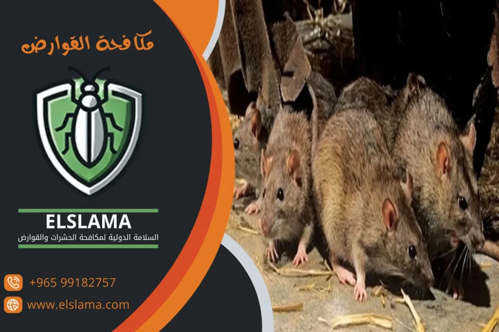 شركات رش قوارض بالكويت
