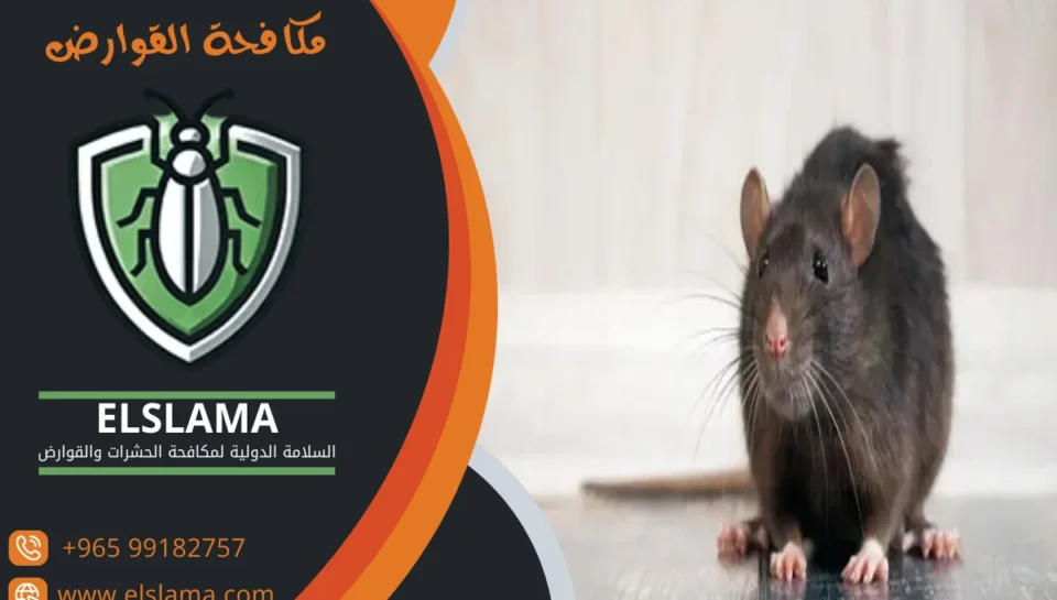 شركات رش قوارض بالكويت
