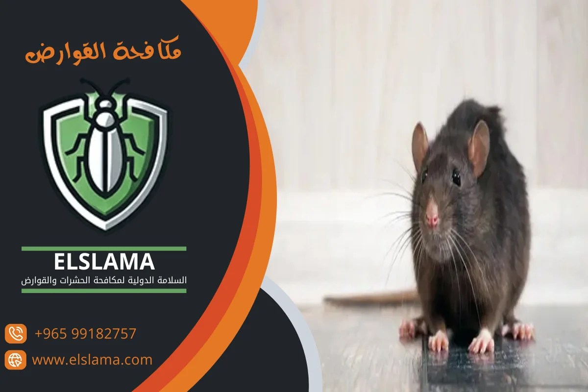 شركات رش قوارض بالكويت