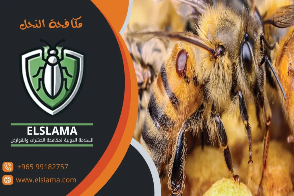 شركة مكافحة الناموس بالكويت