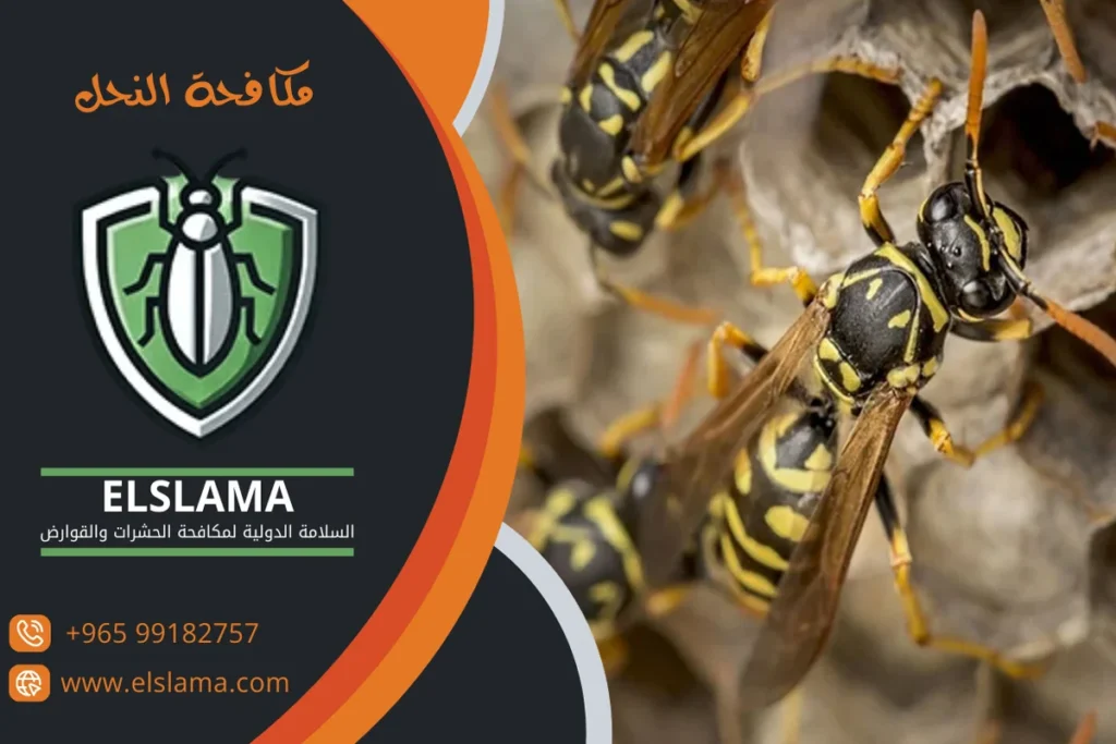 مكافحة دبور النحل بالكويت