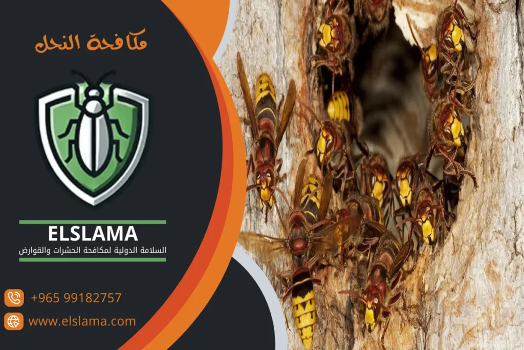شركة مكافحة الناموس بالكويت