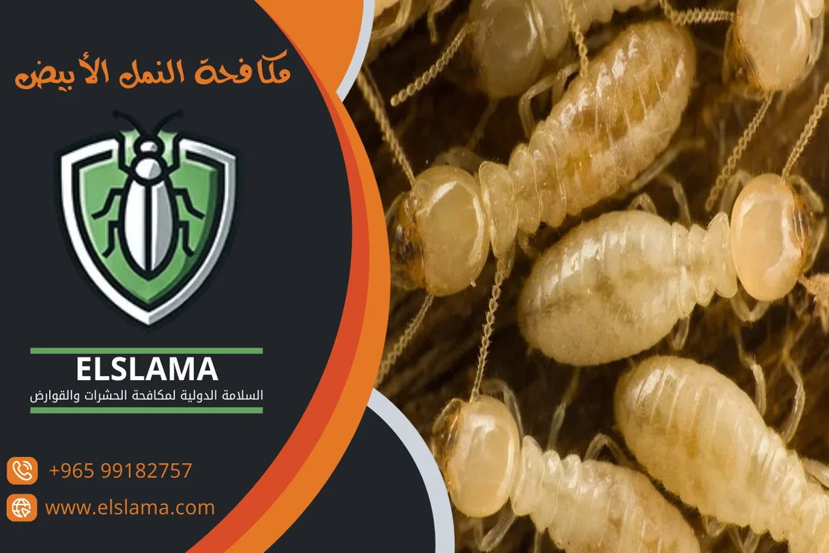 مكافحة الأرضة في المنزل الكويت