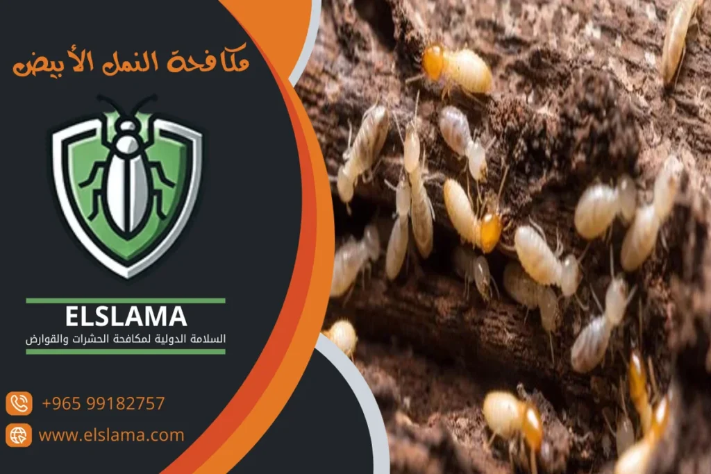 مكافحة النمل الأبيض بالكويت