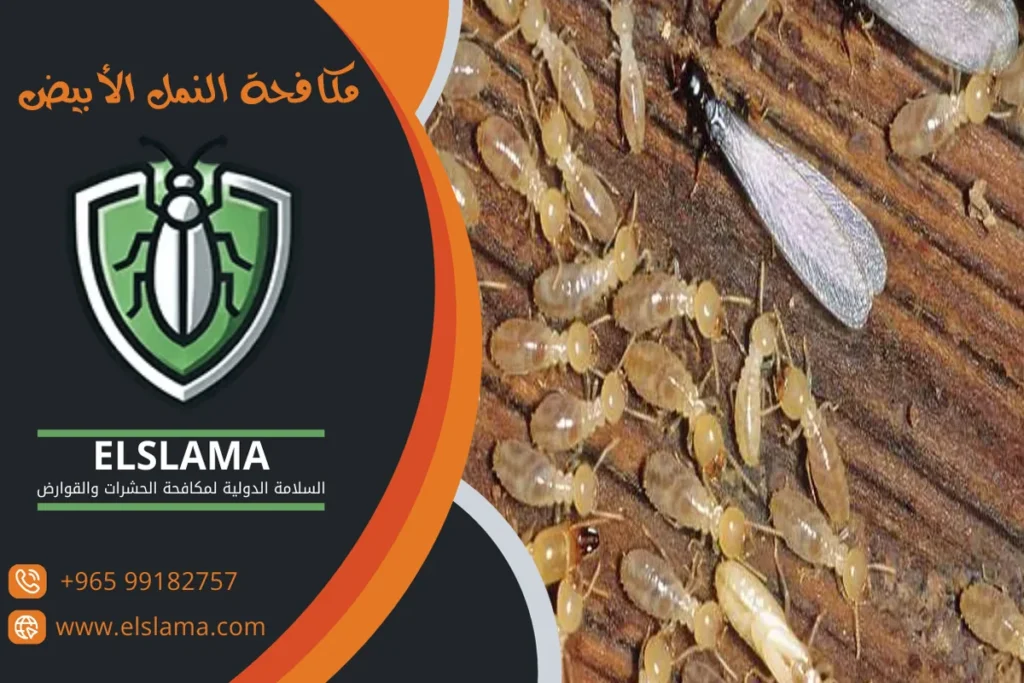 مكافحة النمل الأبيض بالكويت