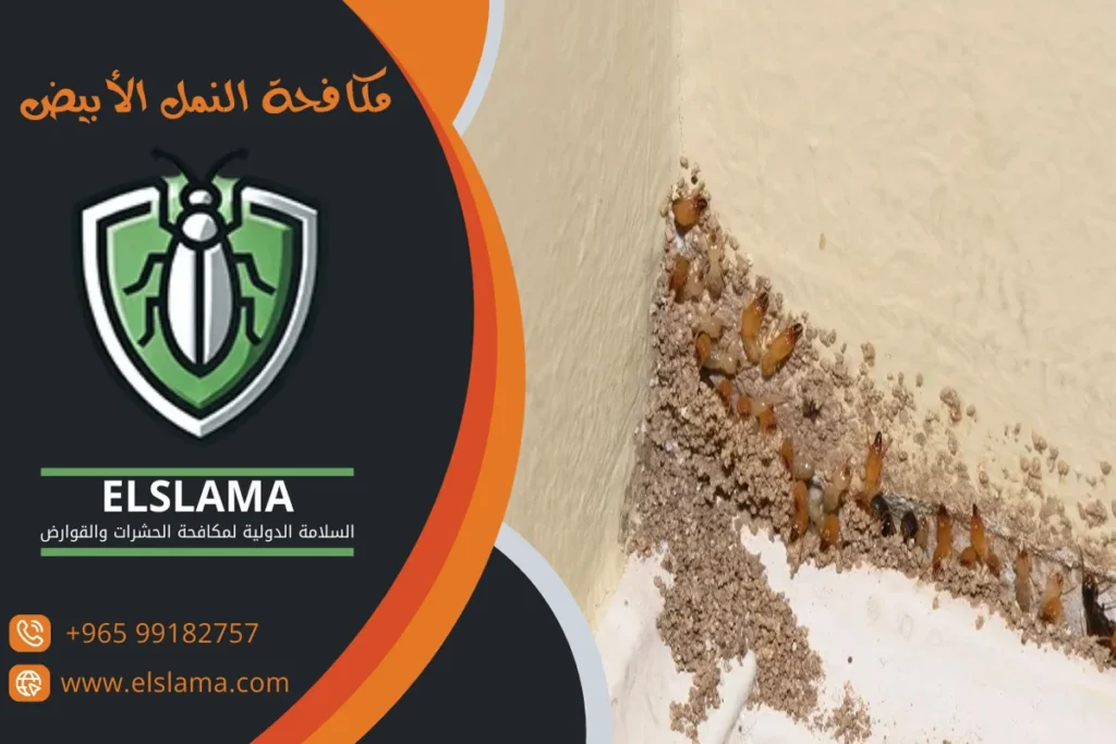 مكافحة النمل الأبيض بالكويت