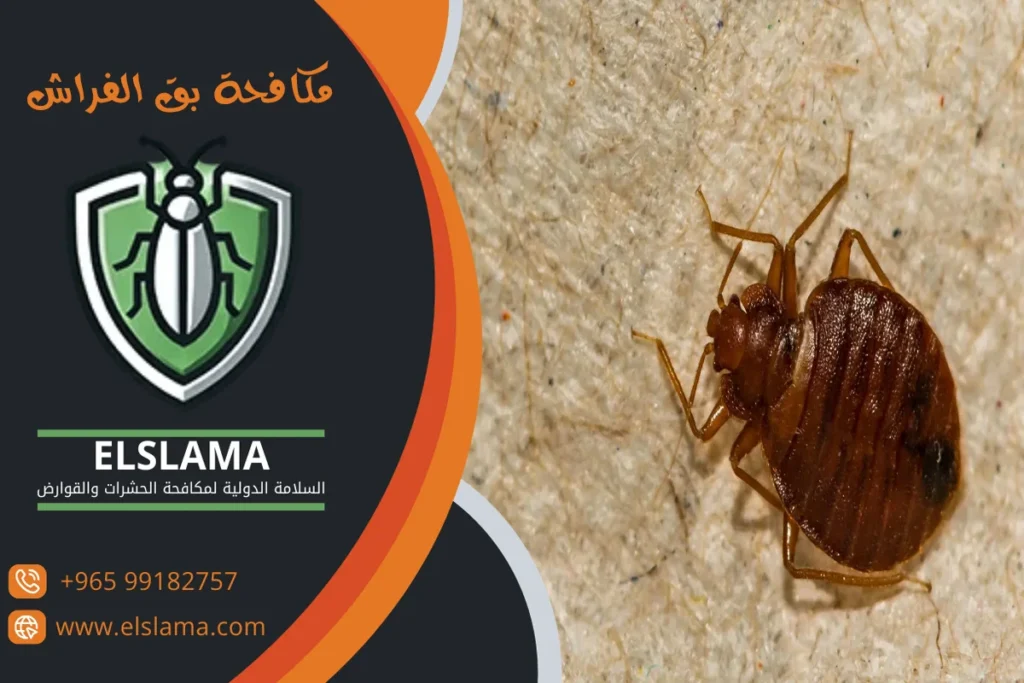 مكافحة بق الفراش