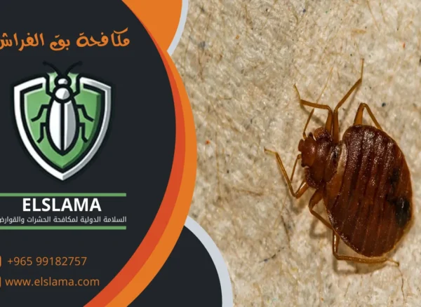 شركة إبادة البق