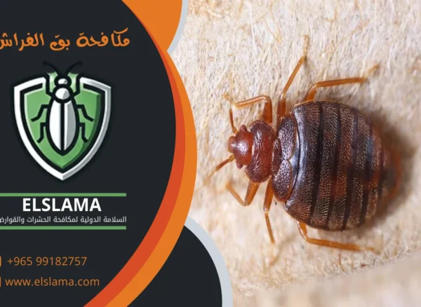 شركات مكافحة البق بالكويت