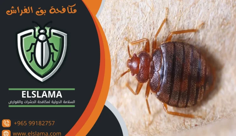 شركات مكافحة البق بالكويت شركات مكافحة البق بالكويت