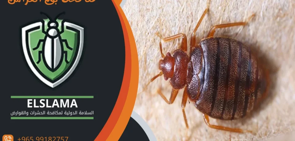 مكافحة بق الفراش