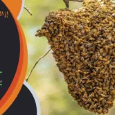 إزالة خلية نحل الكويت (1) إزالة خلية نحل الكويت خلية نحل الكويت مكافحة خلايا النحل