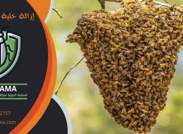 إزالة خلية نحل الكويت خلية نحل الكويت مكافحة خلايا النحل