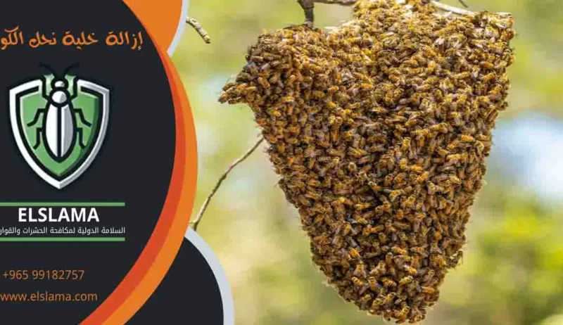 إزالة خلية نحل الكويت (1) إزالة خلية نحل الكويت خلية نحل الكويت مكافحة خلايا النحل