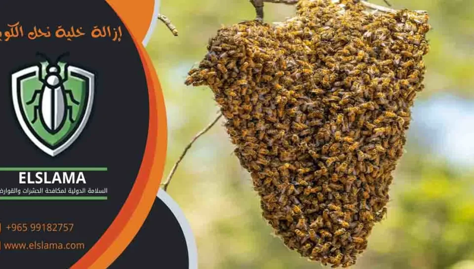 إزالة خلية نحل الكويت خلية نحل الكويت مكافحة خلايا النحل
