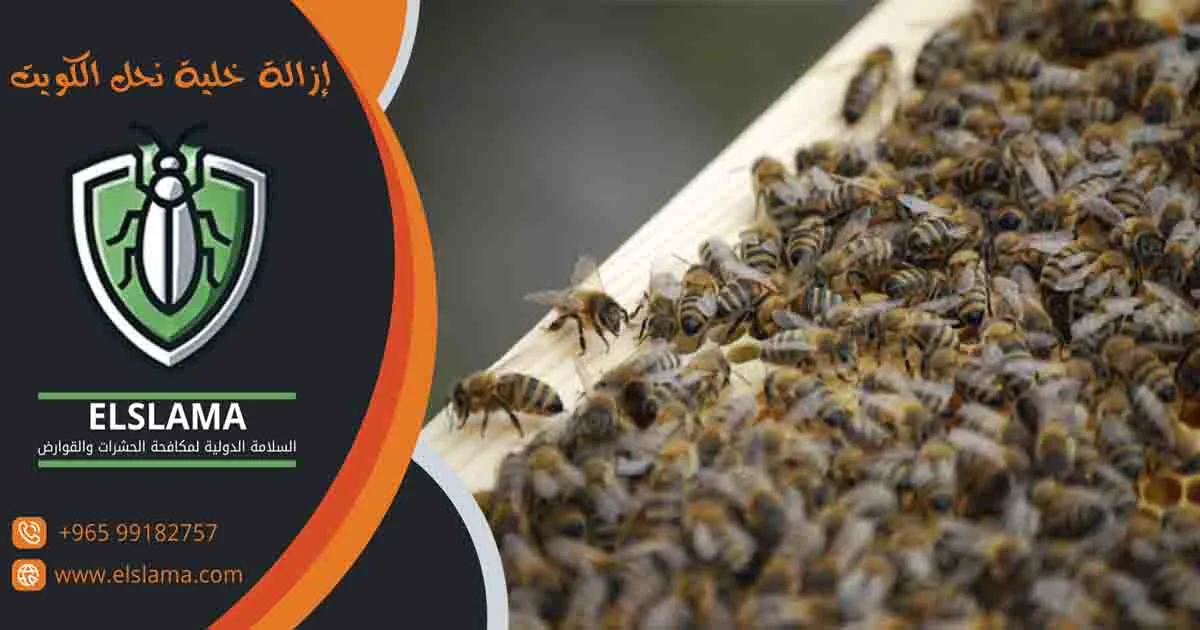 إزالة خلية نحل الكويت
خلية نحل الكويت
مكافحة خلايا النحل
