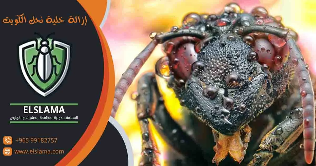 إزالة خلية نحل الكويت
خلية نحل الكويت
مكافحة خلايا النحل