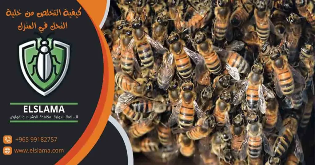 كيفية التخلص من خلية النحل في المنزل