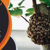 كيفية التخلص من خلية النحل في المنزل