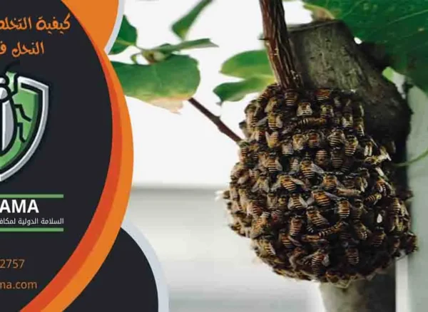 كيفية التخلص من خلية النحل في المنزل