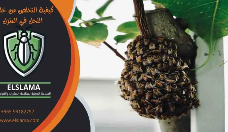 كيفية التخلص من خلية النحل في المنزل (4) كيفية التخلص من خلية النحل في المنزل