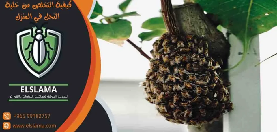 كيفية التخلص من خلية النحل في المنزل