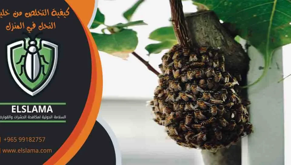 كيفية التخلص من خلية النحل في المنزل