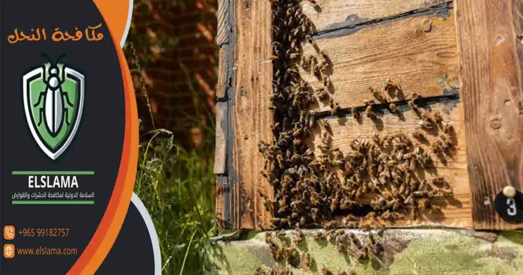 مكافحة النحل شركة مكافحة النحل القضاء على النحل