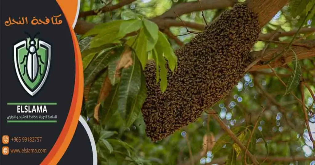 مكافحة النحل شركة مكافحة النحل القضاء على النحل