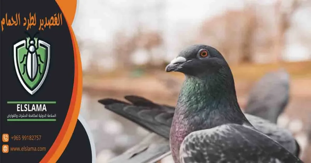 القصدير لطرد الحمام
