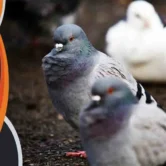 القصدير لطرد الحمام