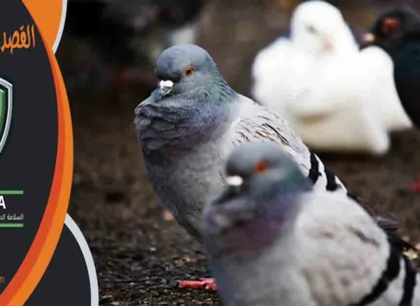 القصدير لطرد الحمام