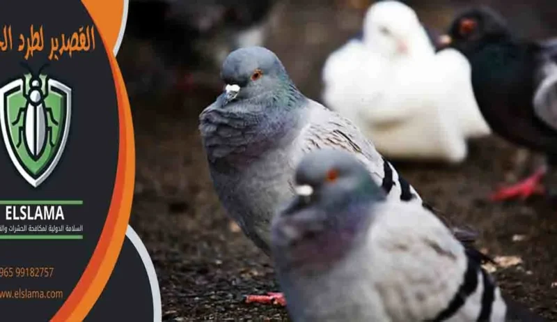 القصدير لطرد الحمام