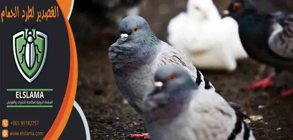 القصدير لطرد الحمام