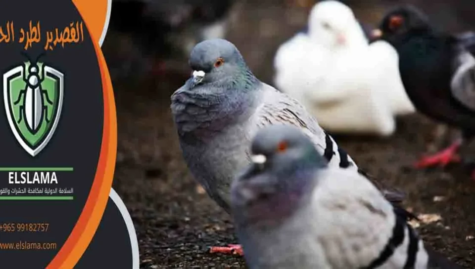 القصدير لطرد الحمام